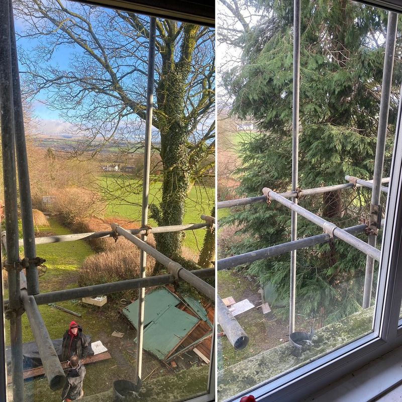 The view before and after the conifer was removed