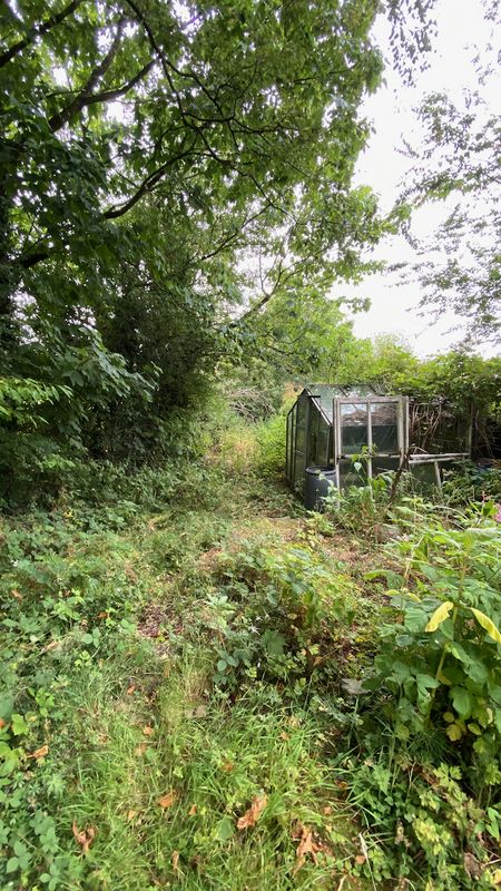 Overgrown garden before purchase